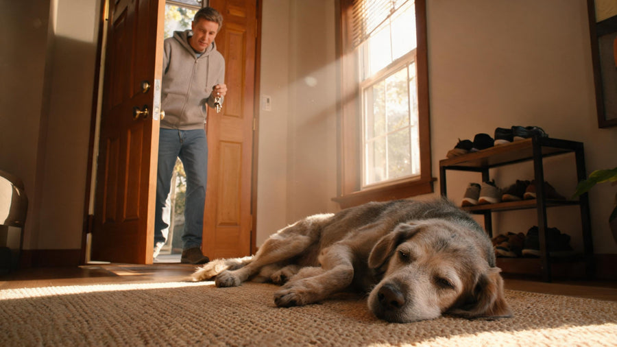 Older dog not greeting owner at the door