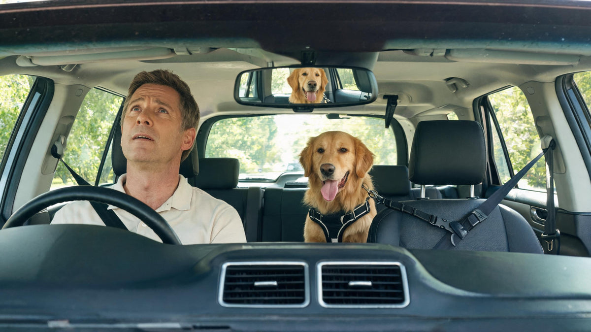 Why Does My Dog Pant Excessively in the Car Even With AC On?