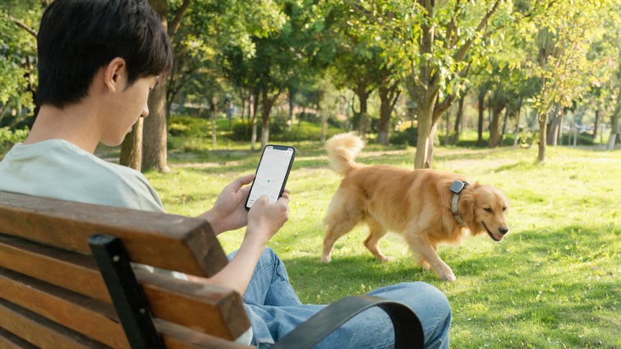 Woman checking DBDD GPS tracker app on phone while golden retriever explores nearby