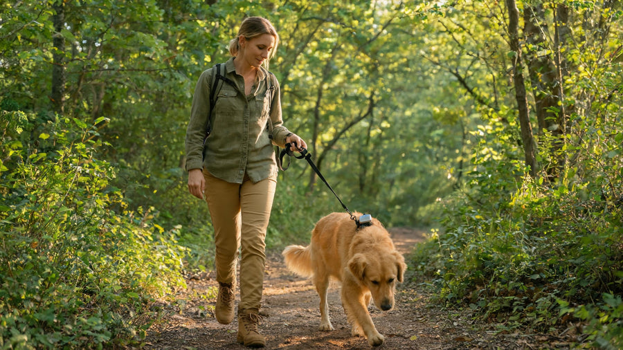 Woman walking golden retriever with DBDD training collar on forest trail