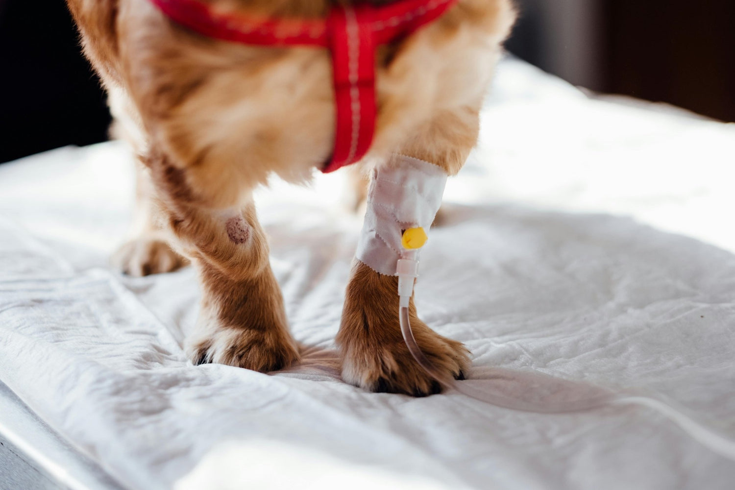 A Comprehensive Guide to Understanding and Utilizing Pet Insurance - DBDD