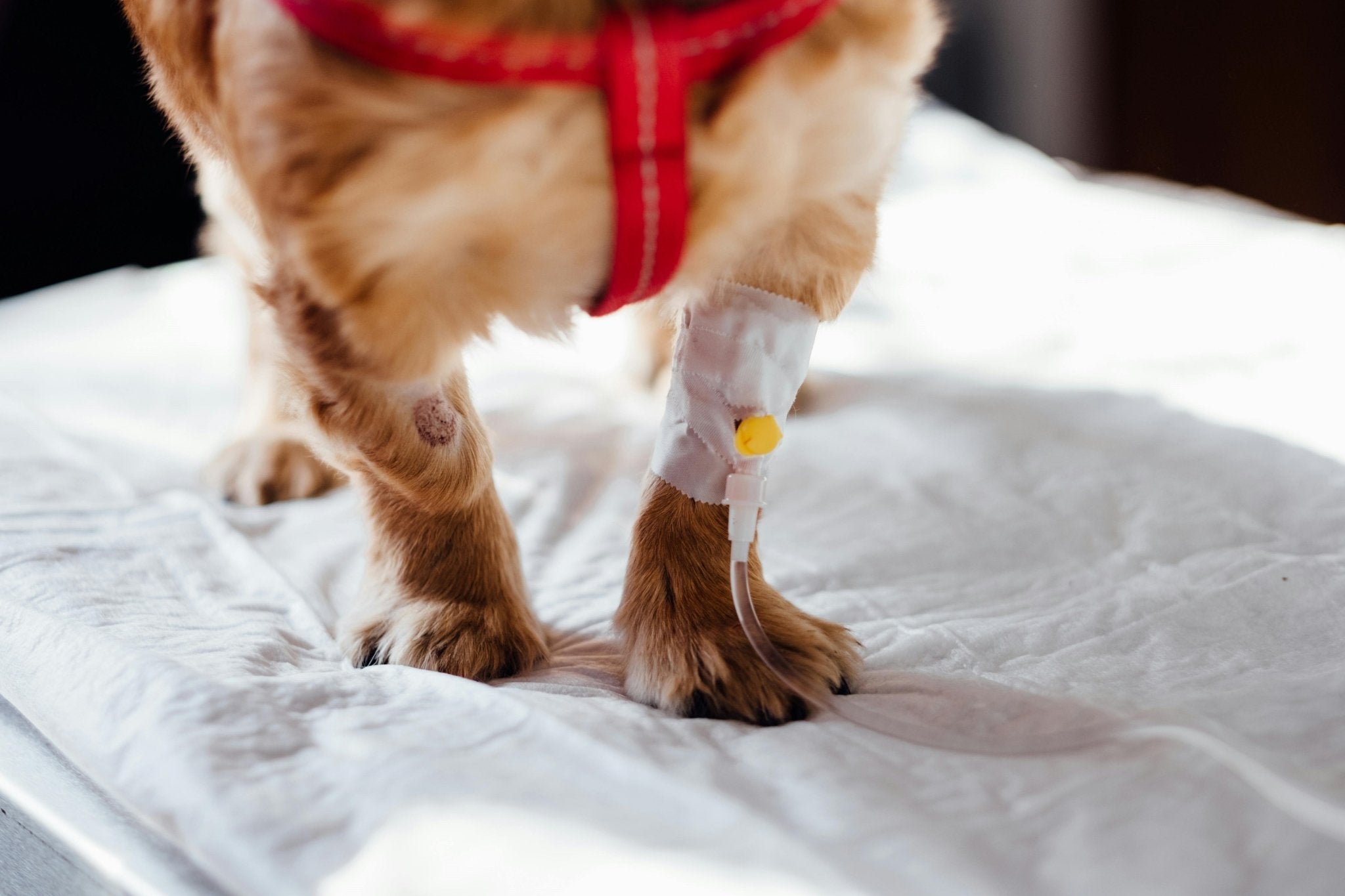 A Comprehensive Guide to Understanding and Utilizing Pet Insurance - DBDD