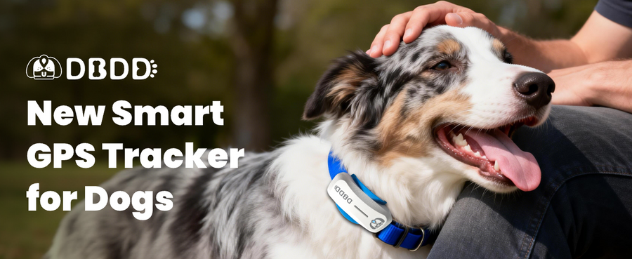 Border Collie wearing a DBDD GPS tracker collar being petted