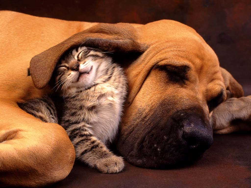 Can Cats and Dogs Coexist? Navigating the Complexities of Multi-Pet Living. - DBDD
