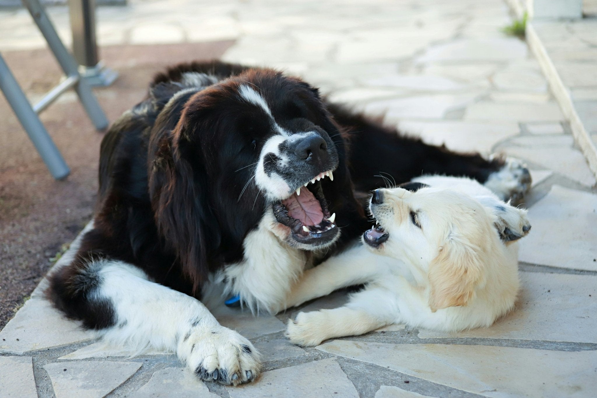 Can You Train a Dog to Stop Barking at House Guests? - DBDD