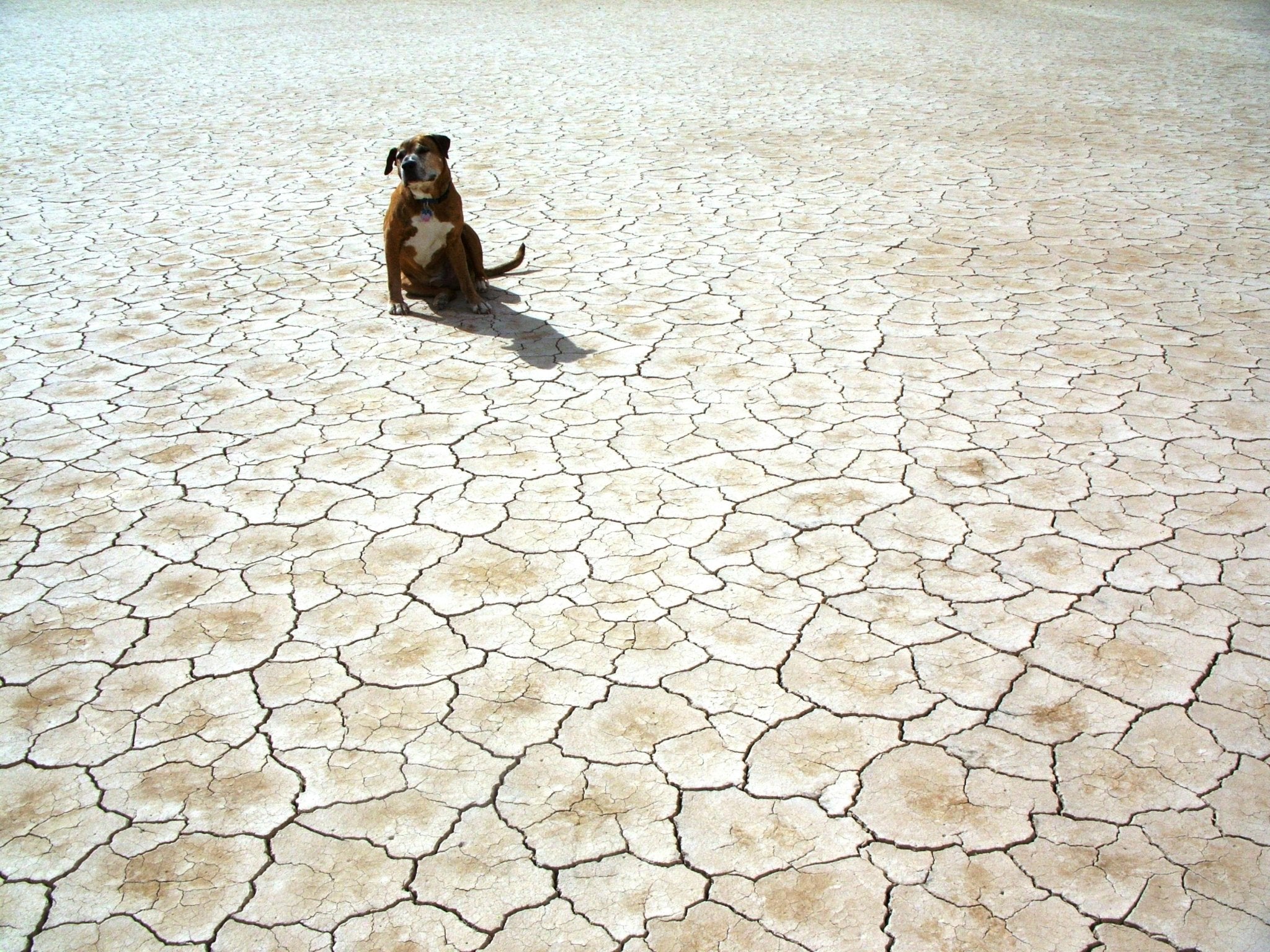 Celebrating Earth Day with Your Pet: How You Can Make a Difference - DBDD