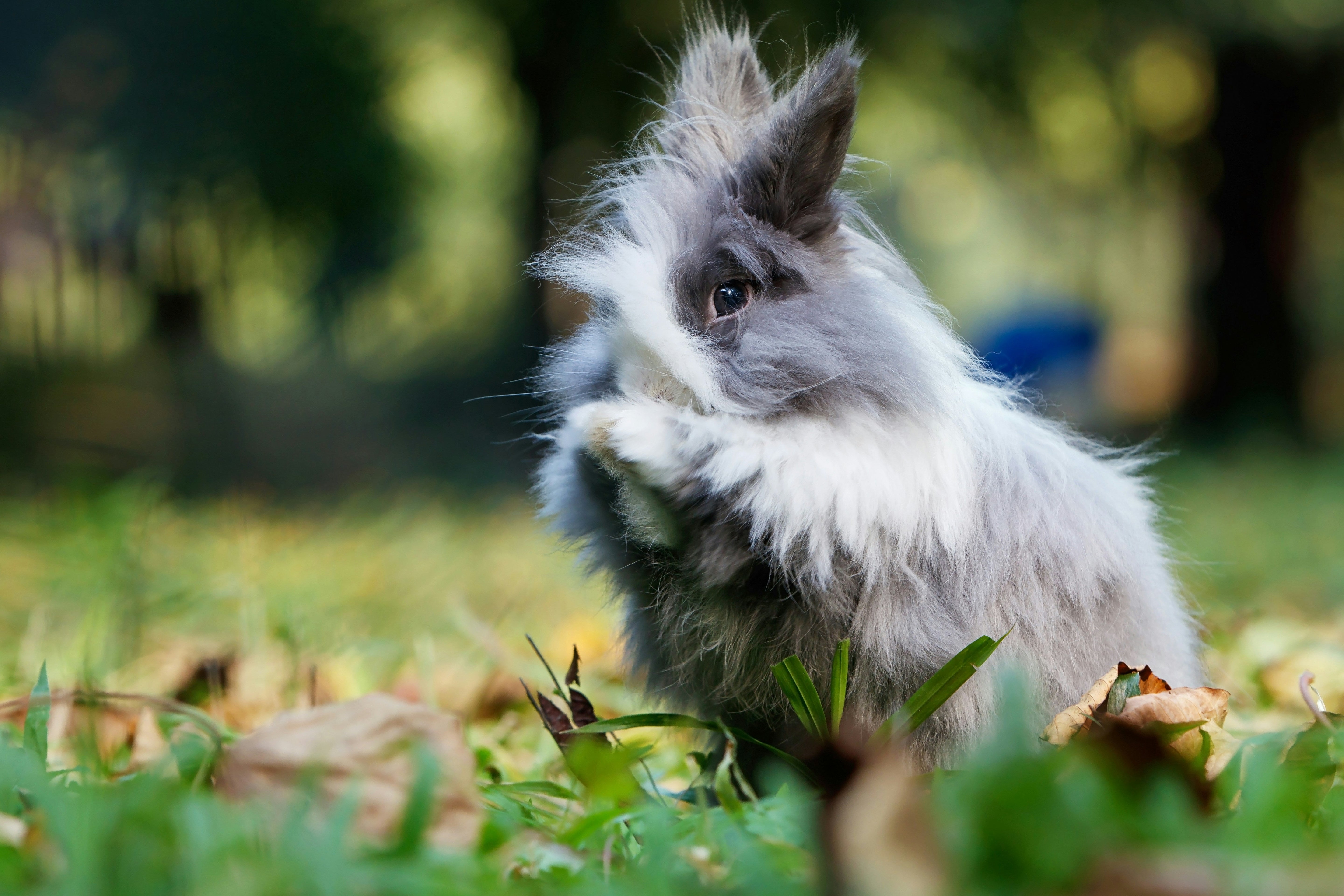 The Secret Life of Bunnies