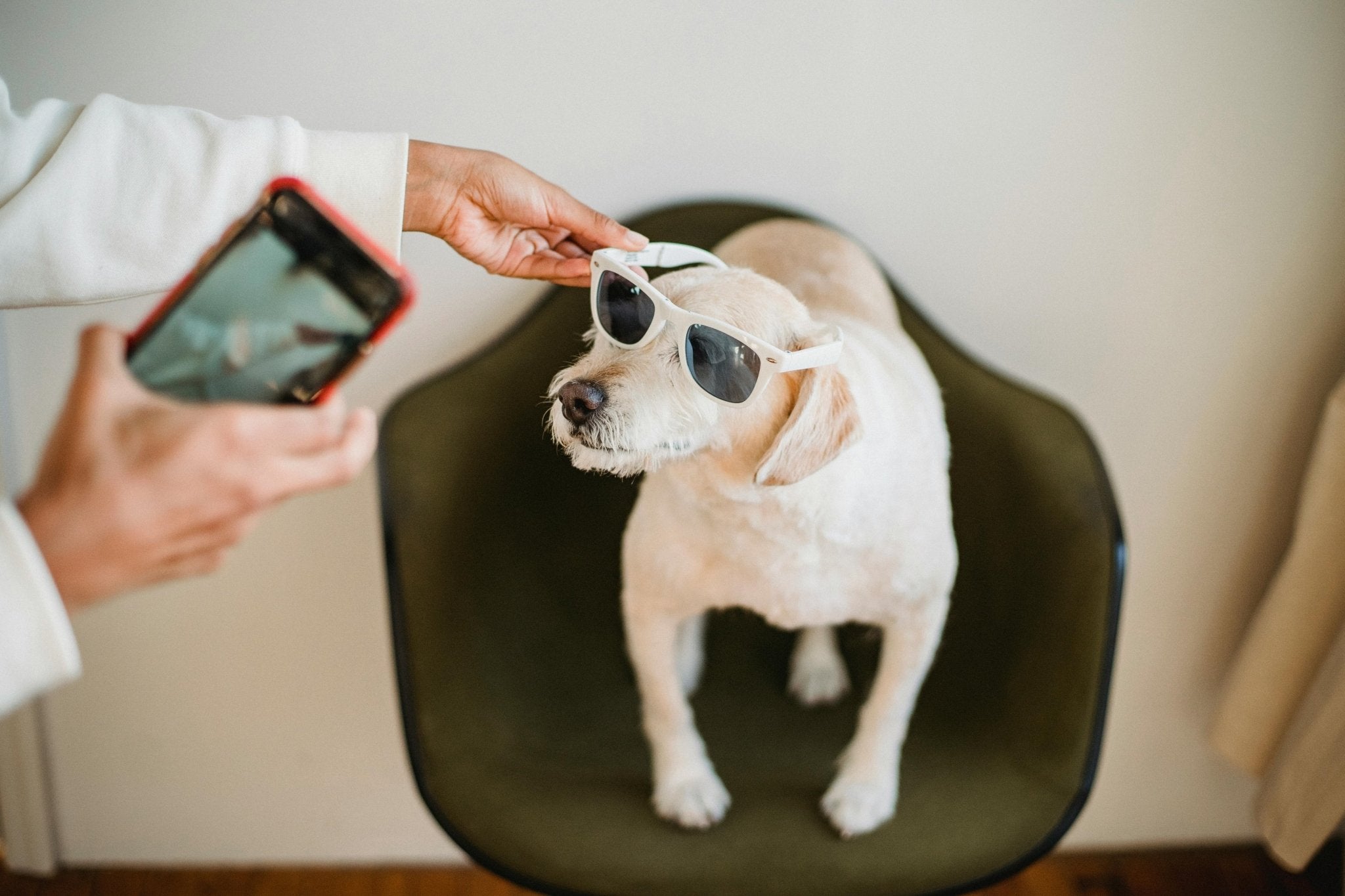 Creating Adorable April Fools' Memories with Your Pets - DBDD