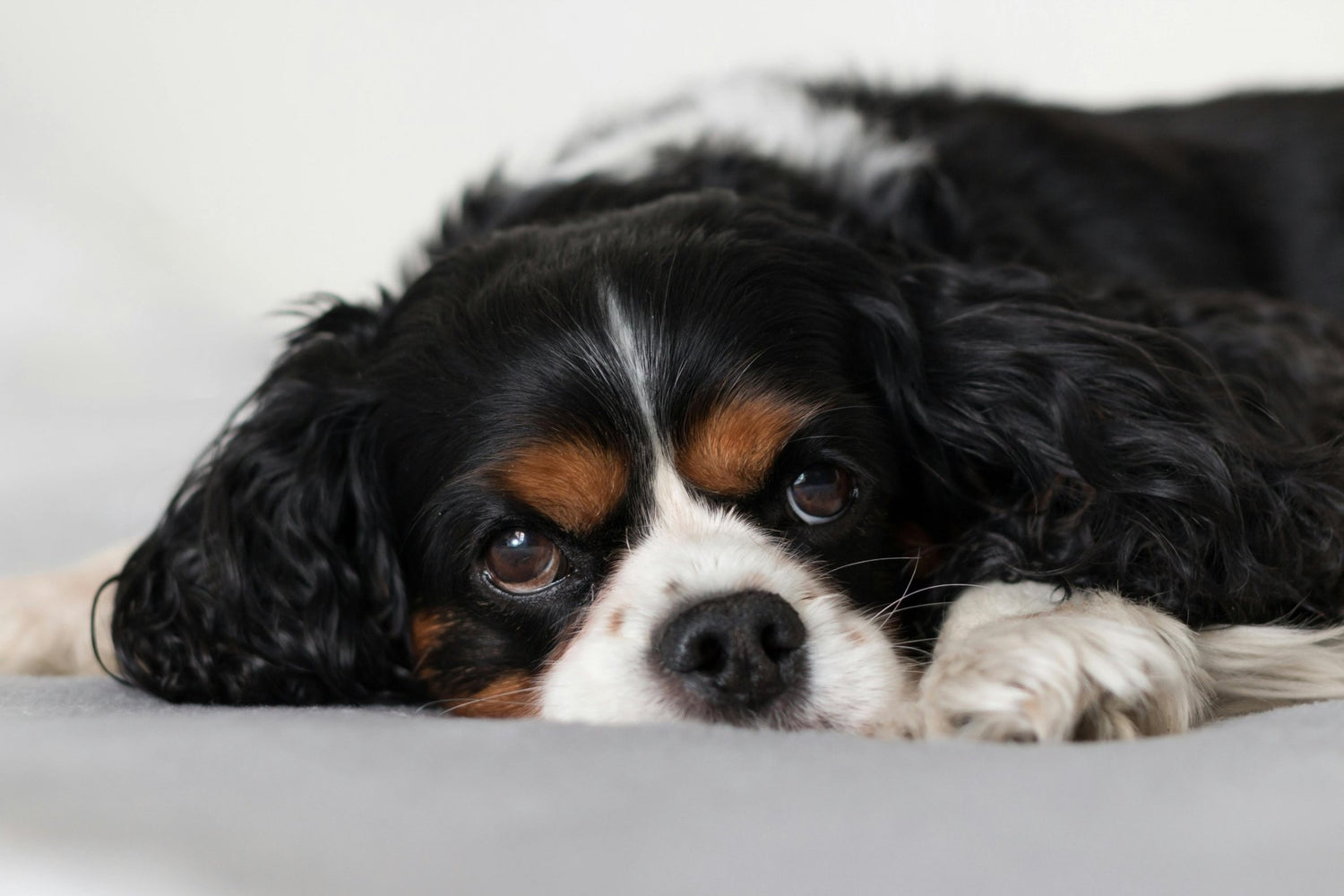 Do Dogs See Only In Black And White? - DBDD
