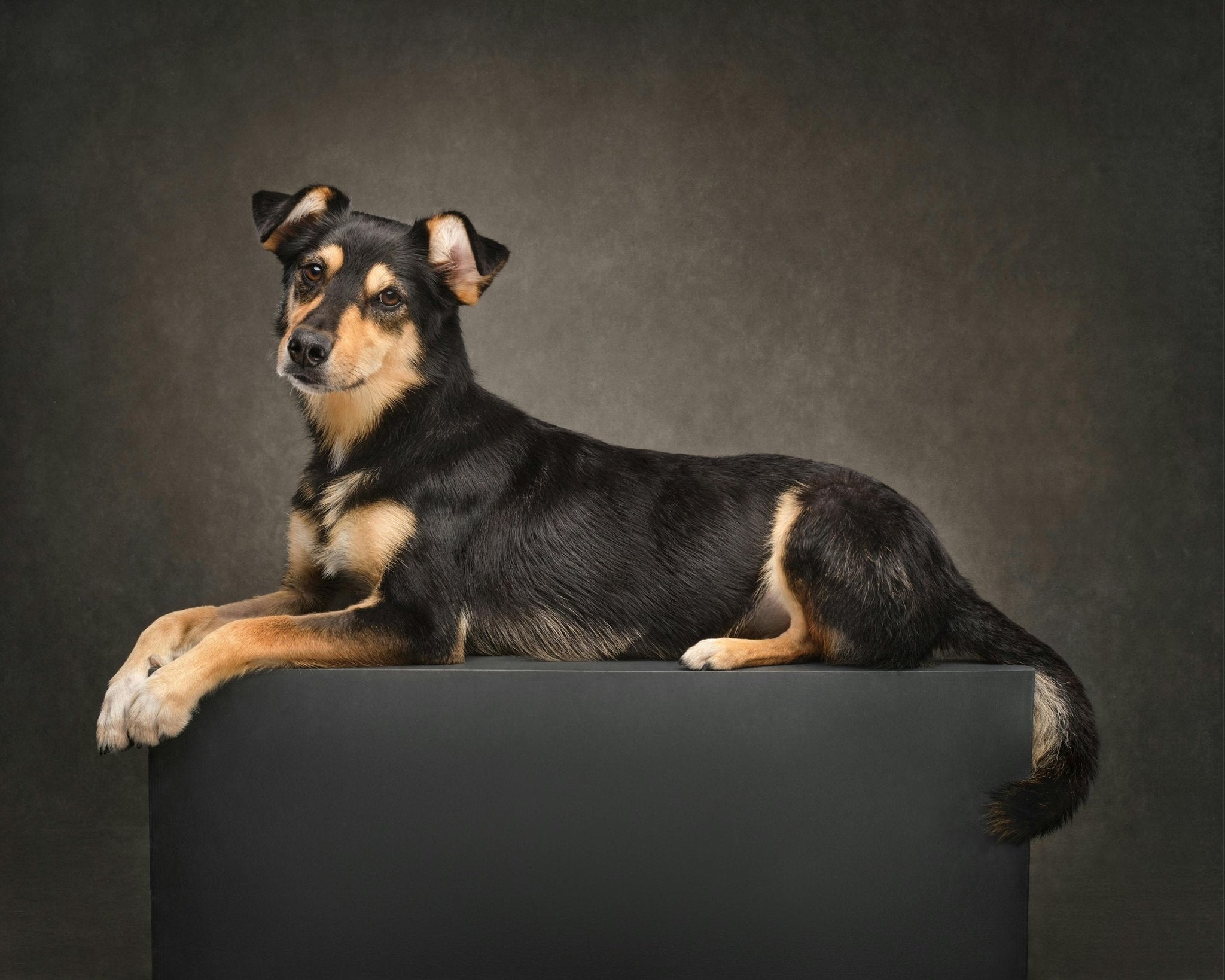 Do you know the types of dogs? - DBDD