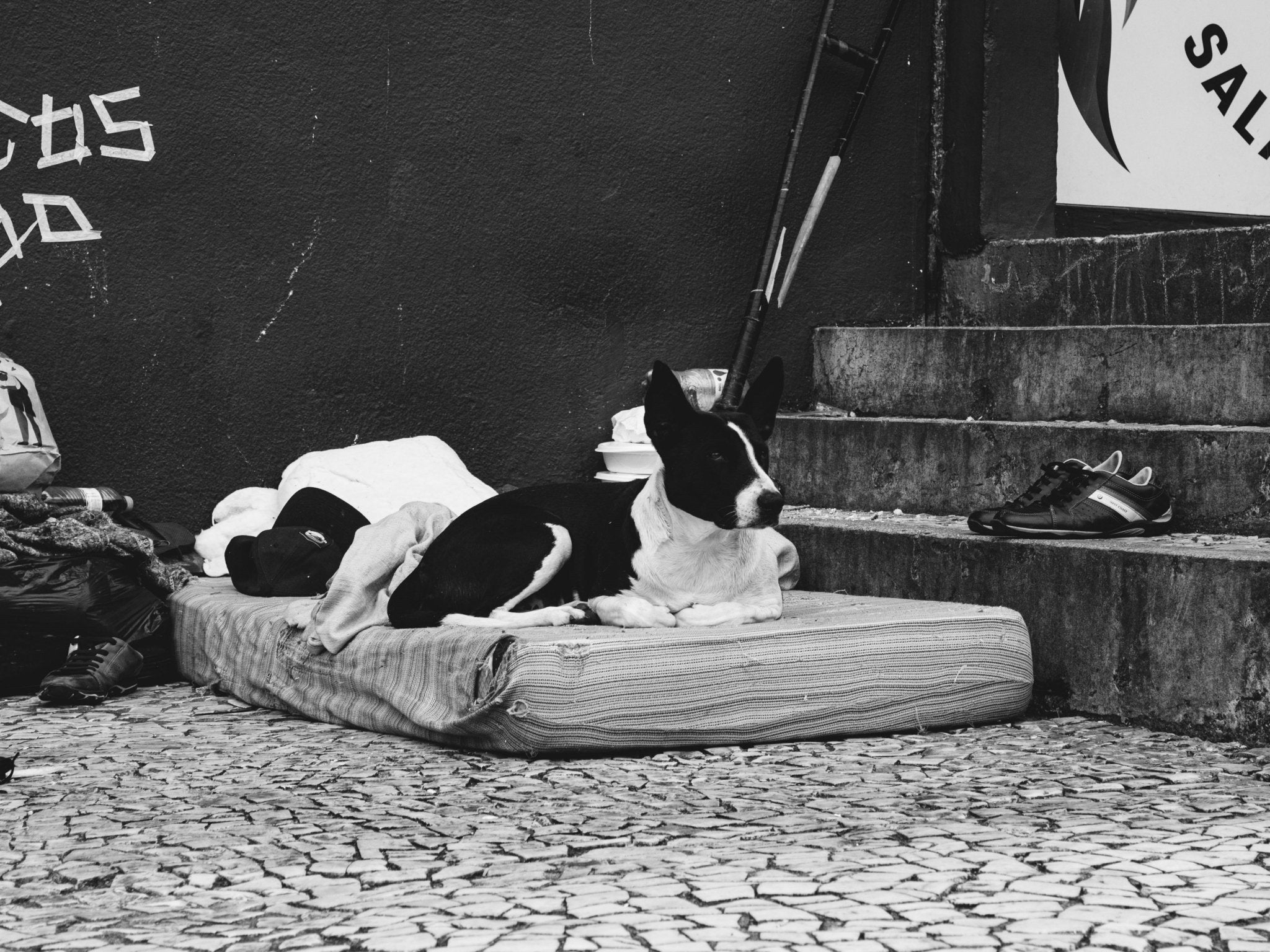 Do You Really Know How to Adopt a Stray Dog? - DBDD