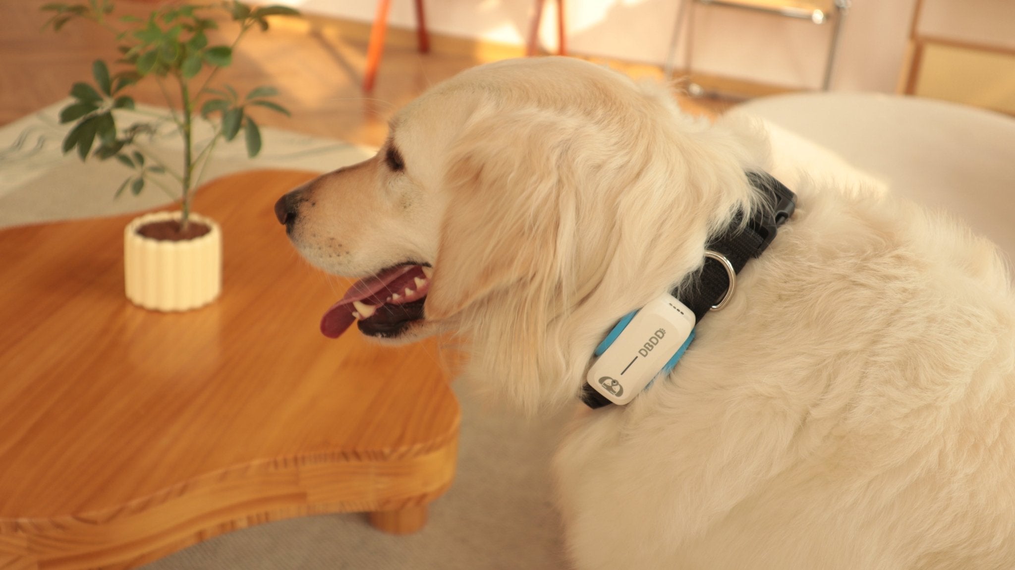 Dog GPS Trackers Vs Microchips: What's Best for Your Furry Friend? - DBDD