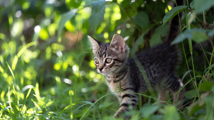 How To Safely Track An Outdoor Cat Without Restricting Movement