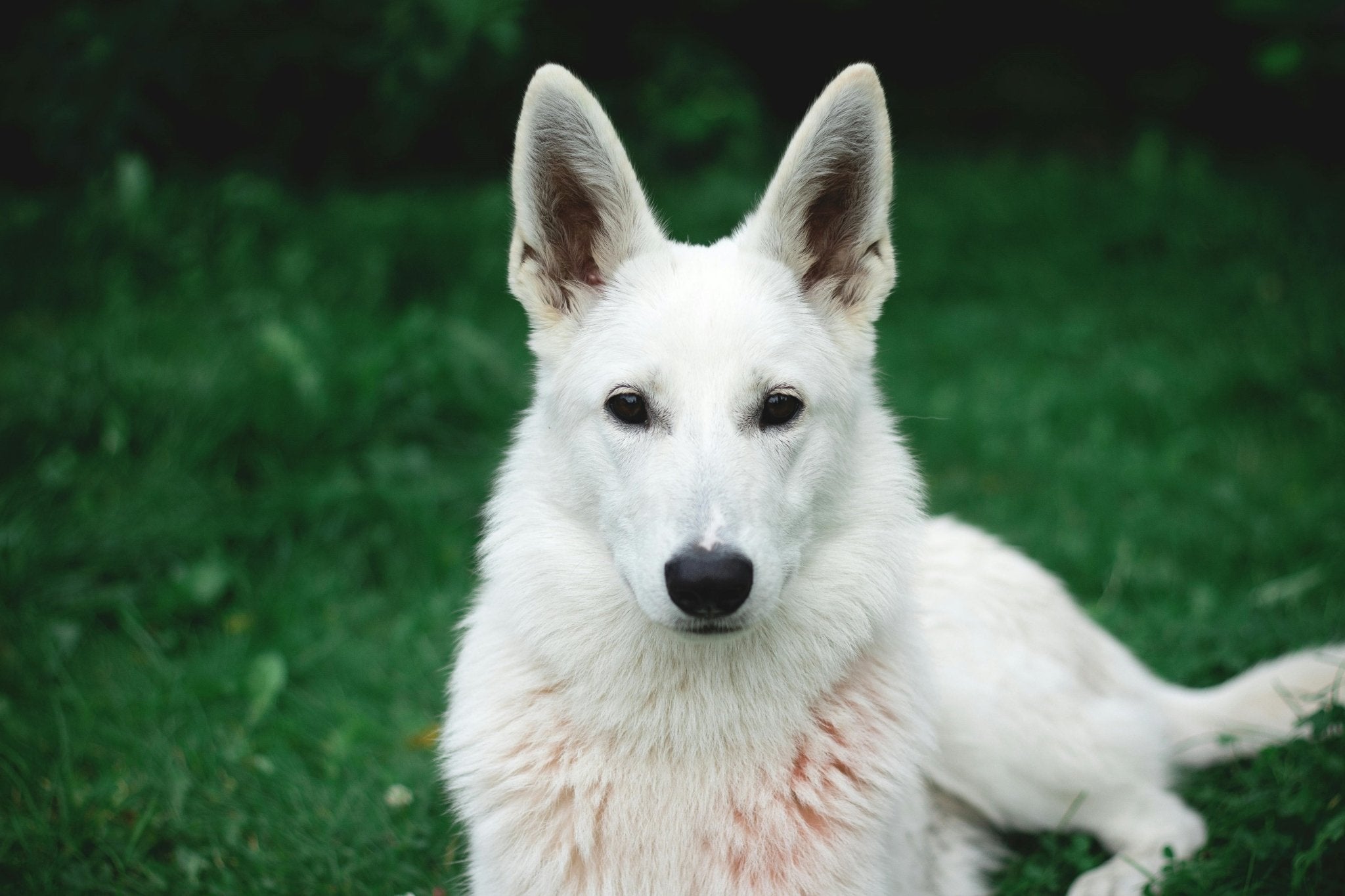 Get to Know 10 Large Dog Breeds That Make Great Family Pets - DBDD