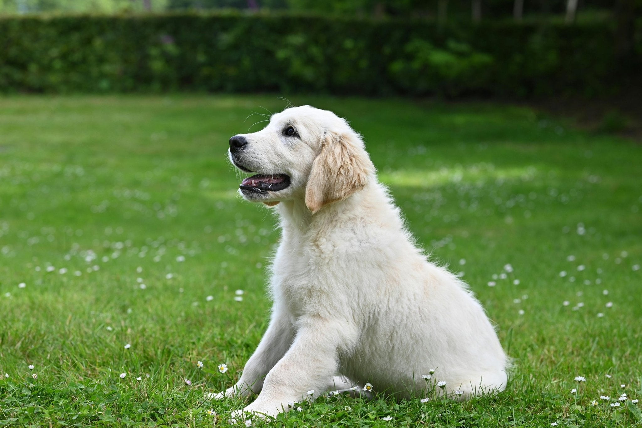 get to know your dog's ears🐶 - DBDD