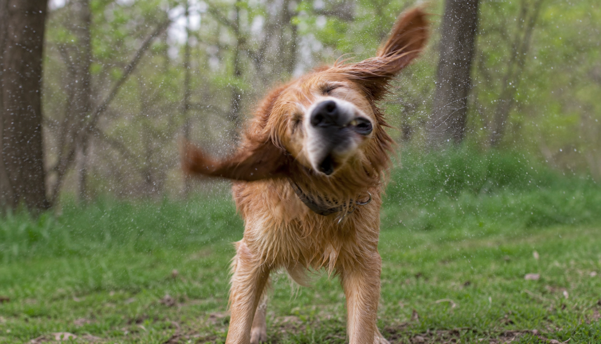 Why Do Some Dogs Shake Their Heads After Walks Even When Their Ears Look Clean?