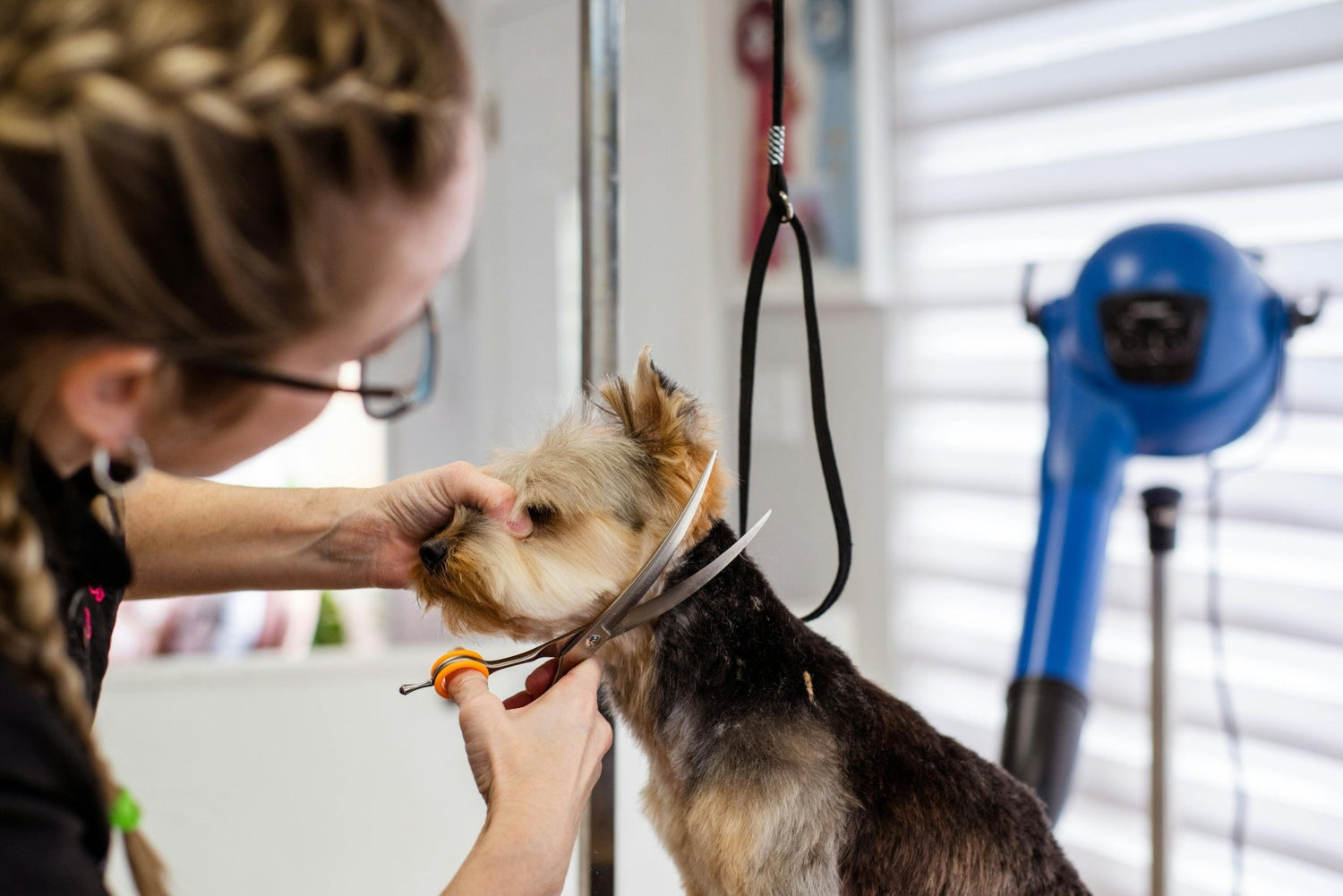 How Often Should I Take My Dog to the Vet? - DBDD