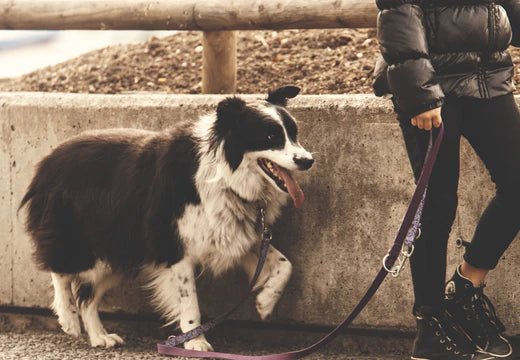 How Often Should I Walk Your Dog? - DBDD