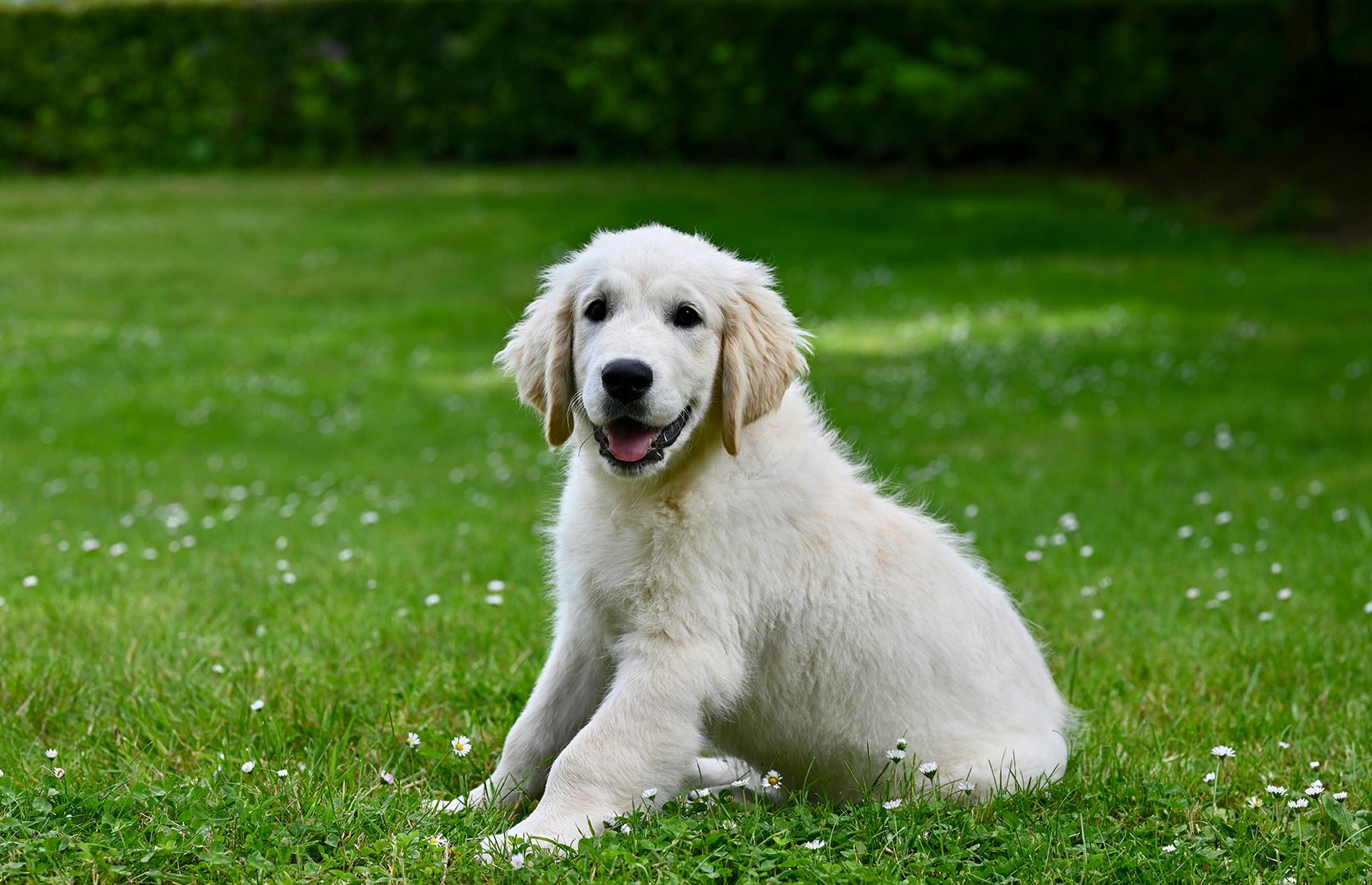 How to avoid dogs biting people? - DBDD