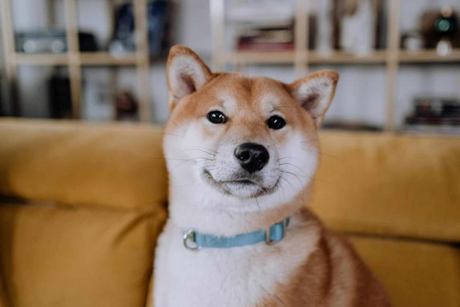 How to Buy a Dog Tracker Collar - DBDD
