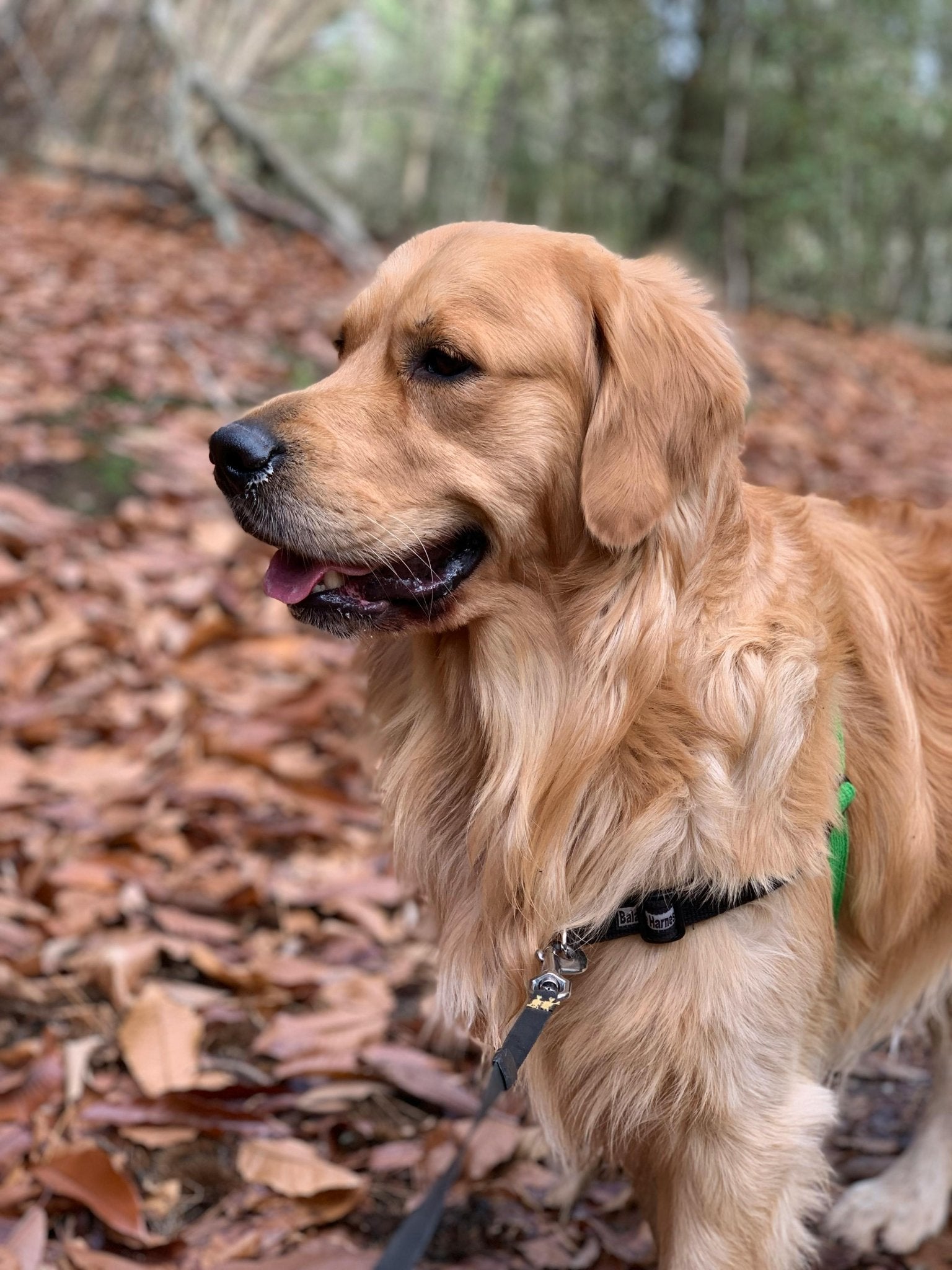 How to Effectively Train Dogs Dogs？ - DBDD