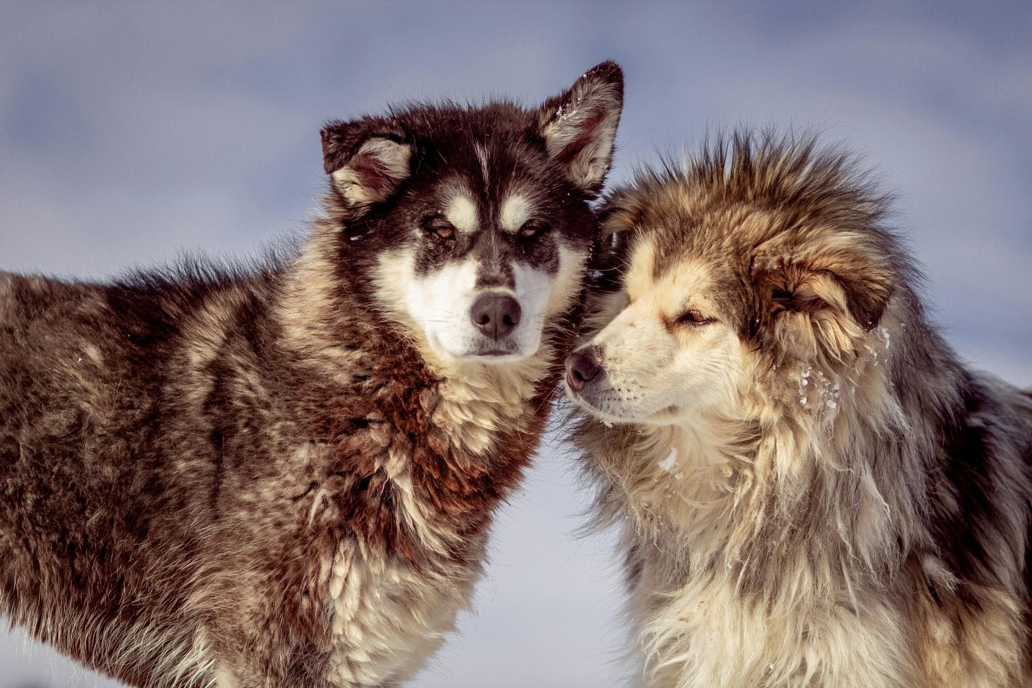 How to Managing Littermate Syndrome in Dogs? - DBDD