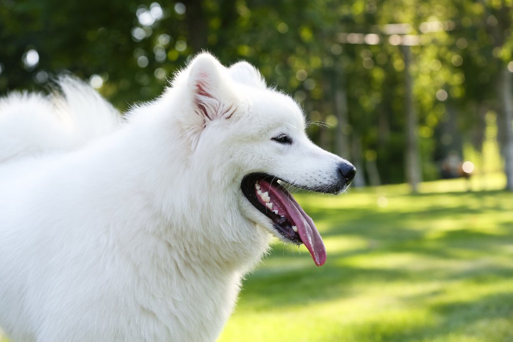 How to take perfect photos of your pet in the summer？ - DBDD