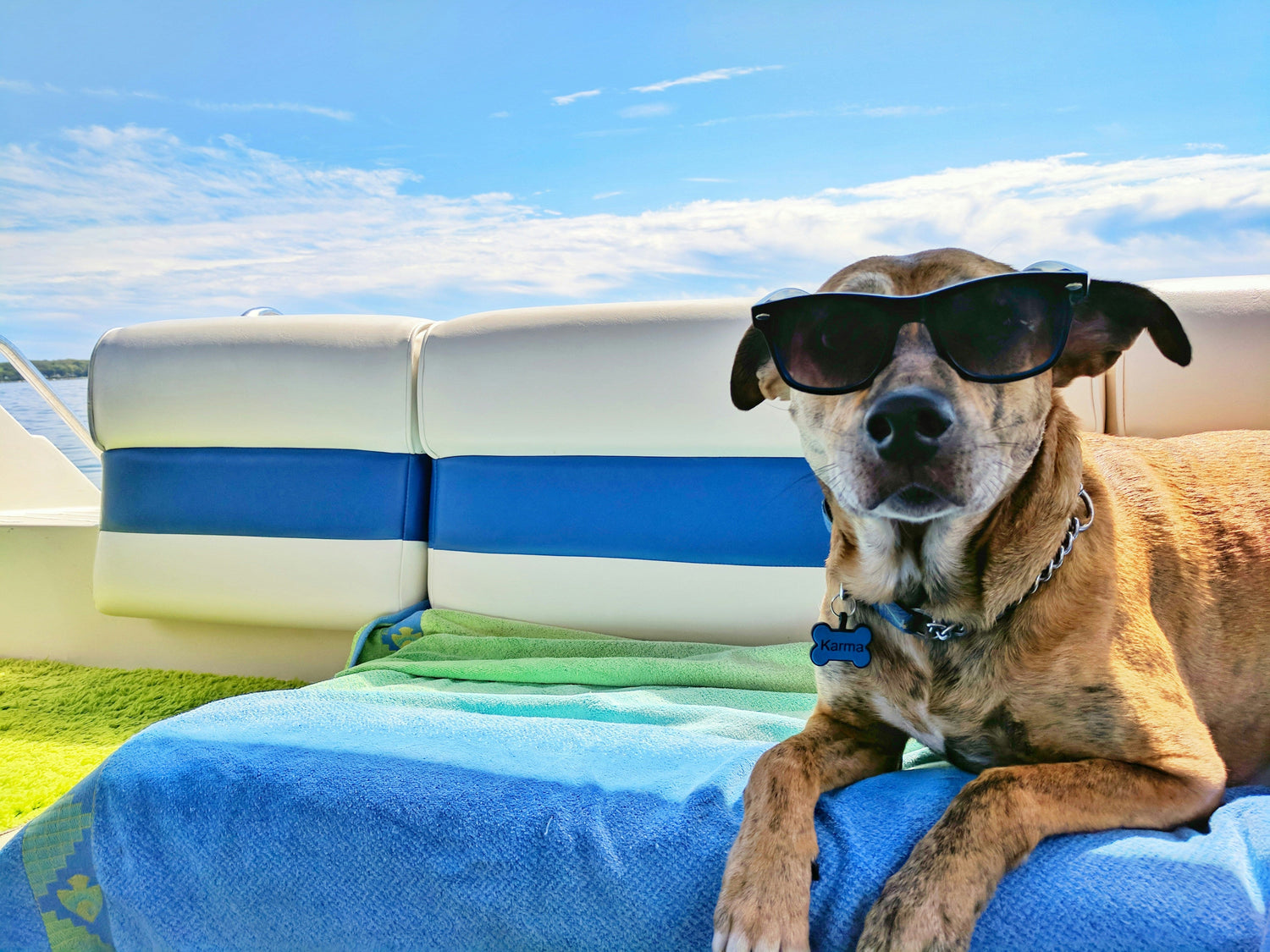 Traveling with Your Dog: Tips for Stress-Free Adventures ✈️
