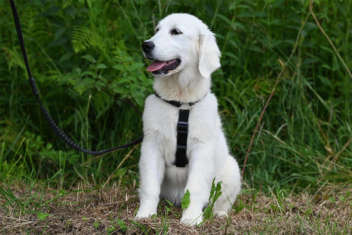 Menstrual Care for Female Dogs❗ - DBDD