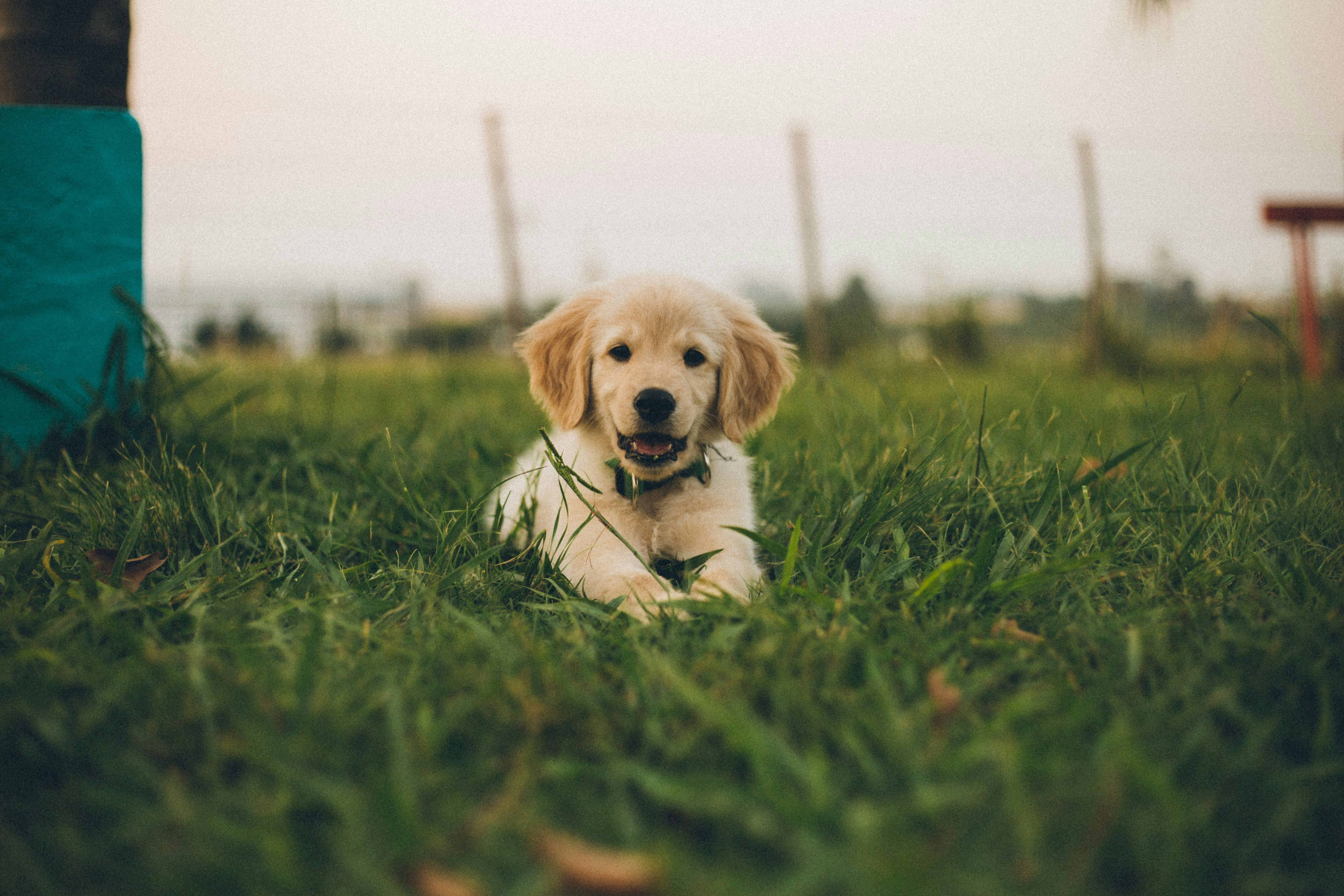 How to Train Your Dog to Be Calm at Home