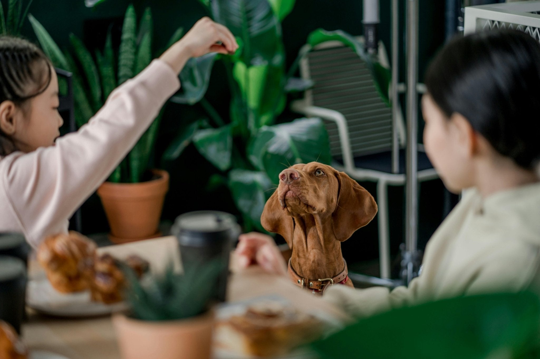 Paws on the Patio: Tips for Dining Out with Your Dog - DBDD