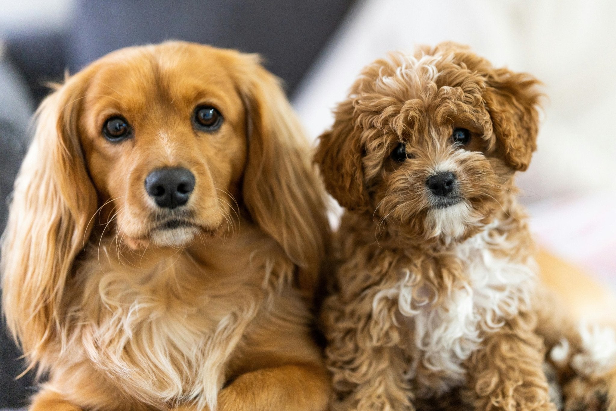 Pawsitively Perfect: Unleashing Harmony with Your MBTI Matched Pet - DBDD
