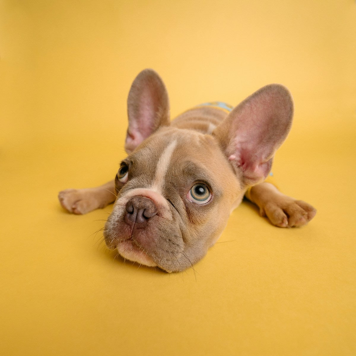 10 Essential Tips for Helping Your New Puppy Adapt to Your Home