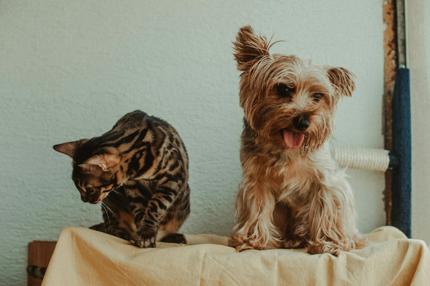 Play between Dogs and Cats: Keeping Them Safe - DBDD