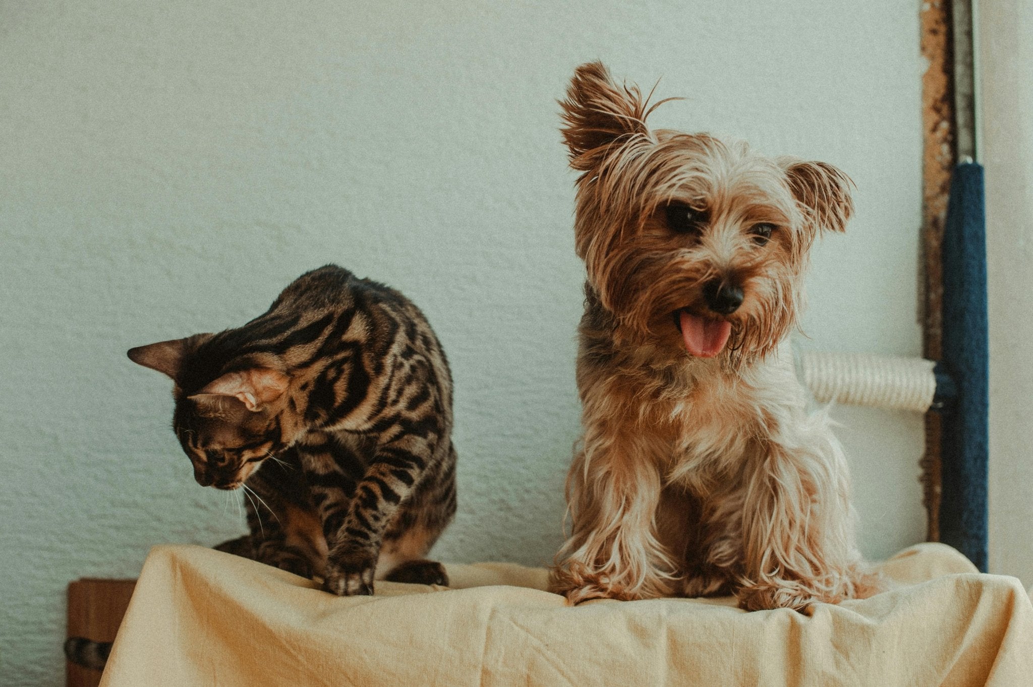Play between Dogs and Cats: Keeping Them Safe - DBDD