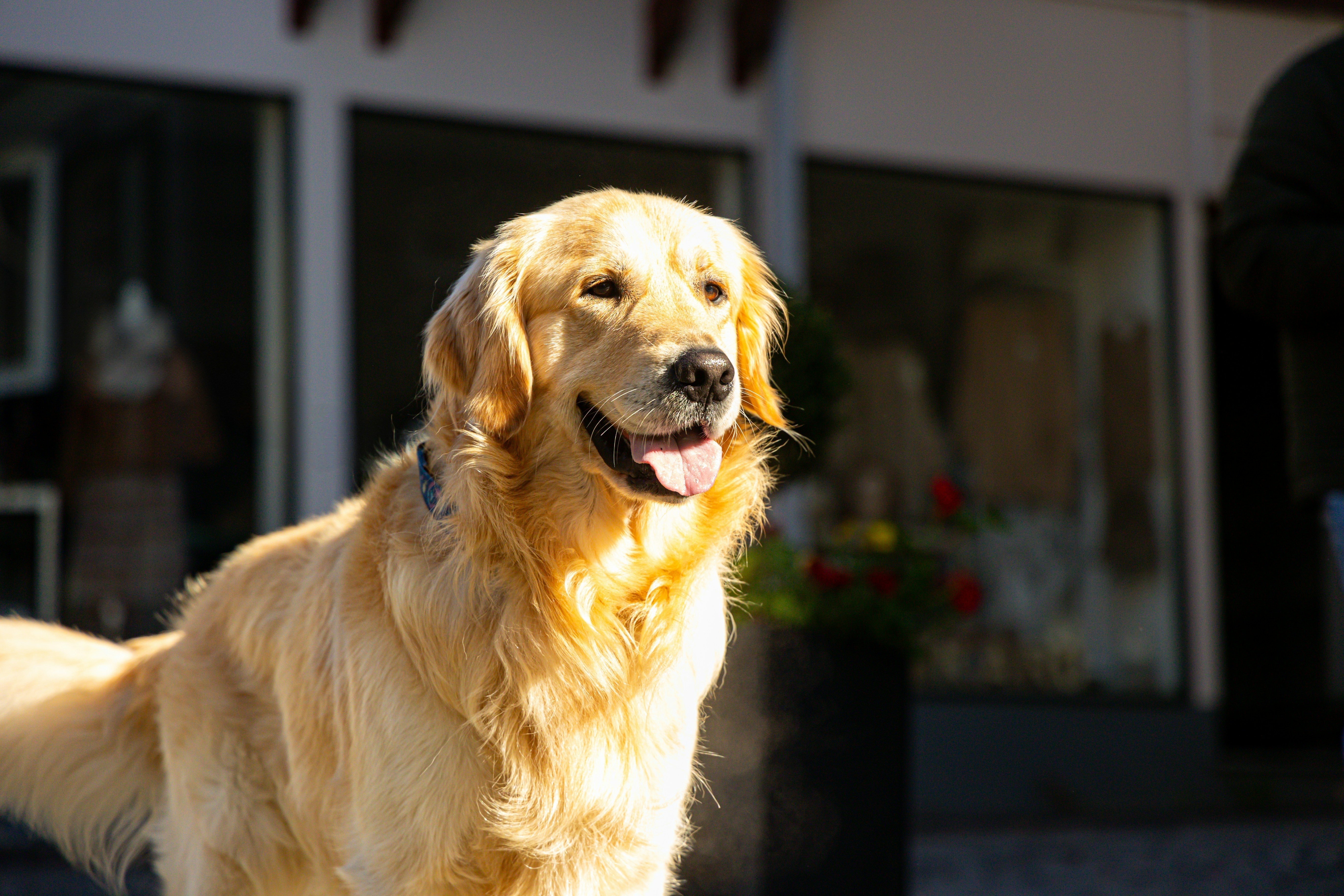 Koda Changed Our Walks Forever – A Pet Owner's Story