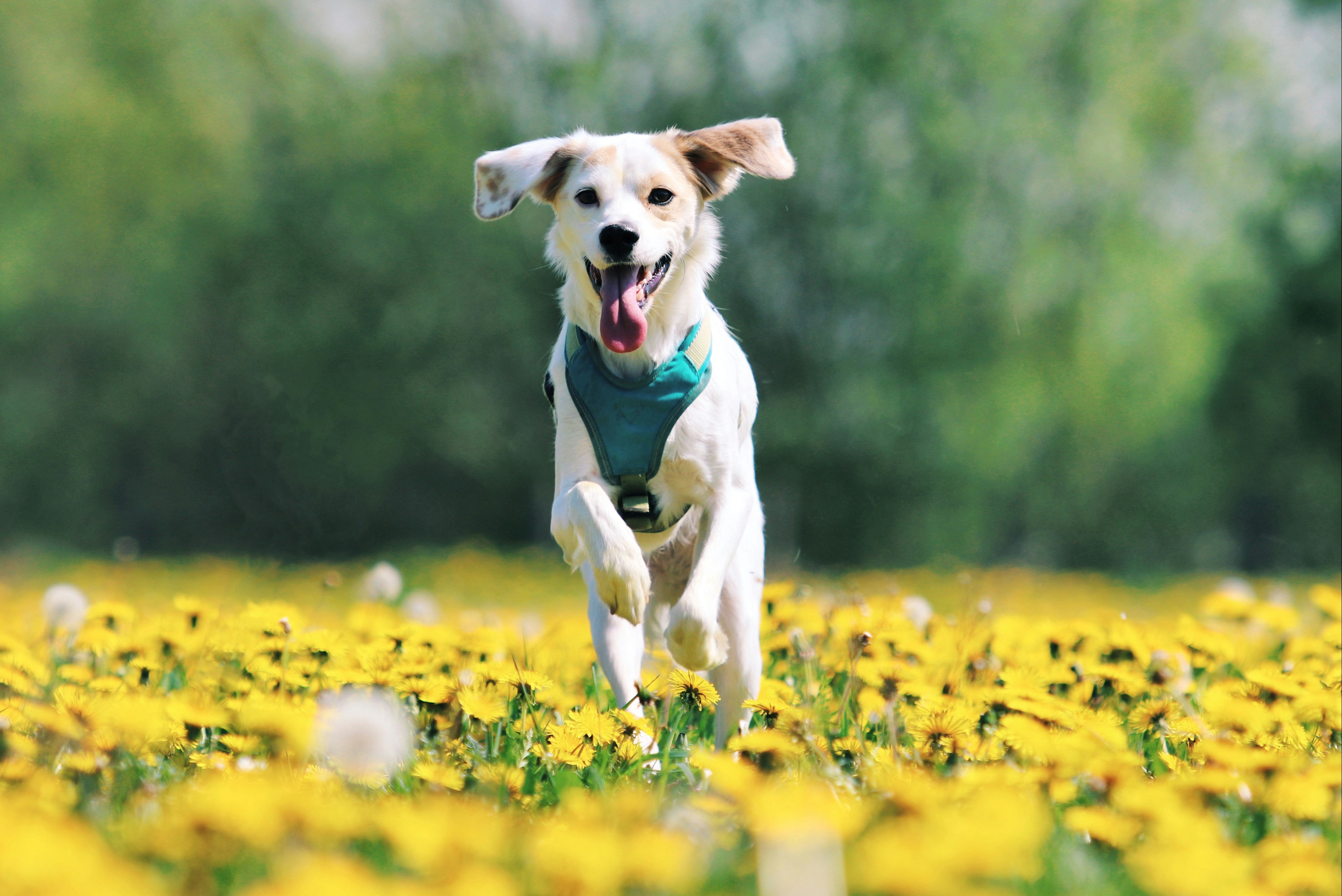 7 Everyday Tips to Keep Your Dog Healthy and Happy