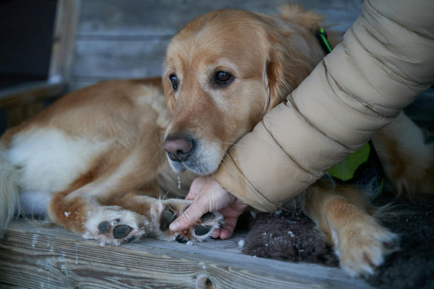 Reasons for Intestinal Blockage In Dogs & How To Deal - DBDD