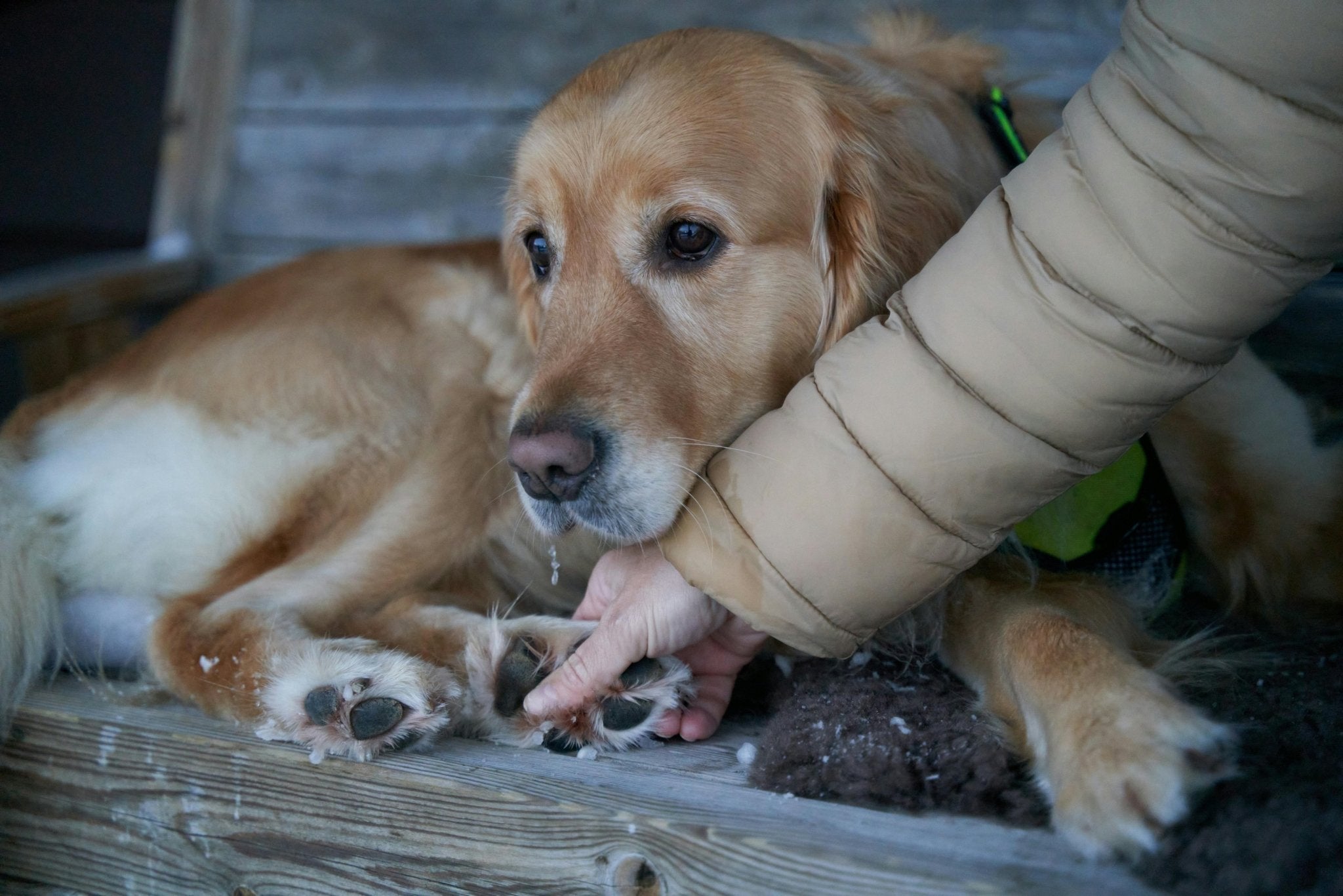 Reasons for Intestinal Blockage In Dogs & How To Deal - DBDD