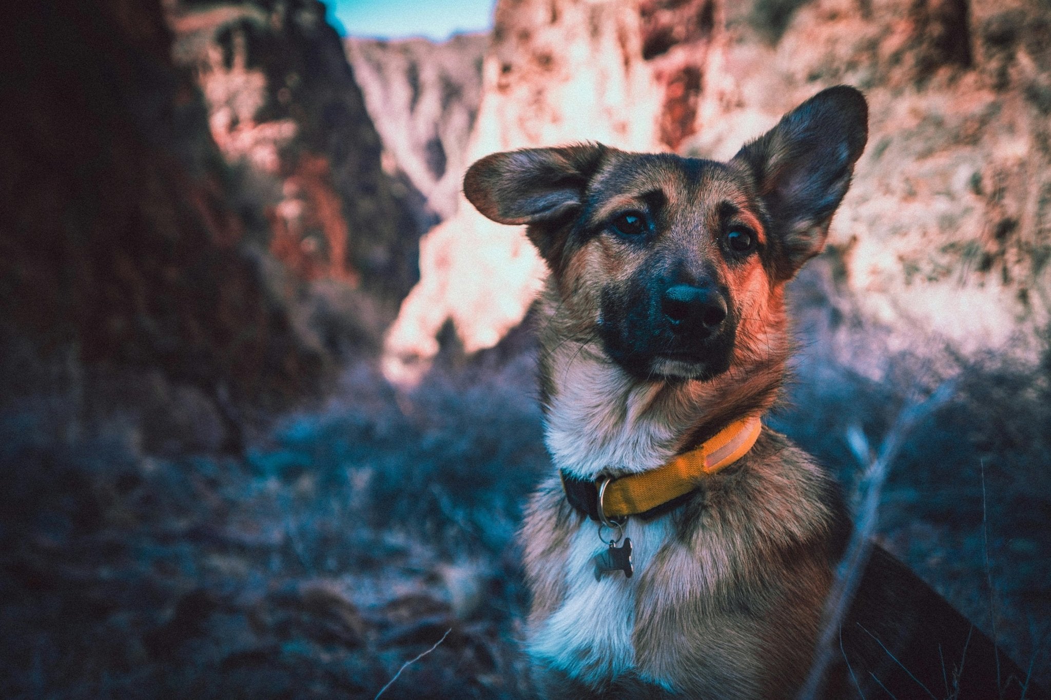 Spot the Signs: Is Your Pup Feeling the Exercise Blues? - DBDD