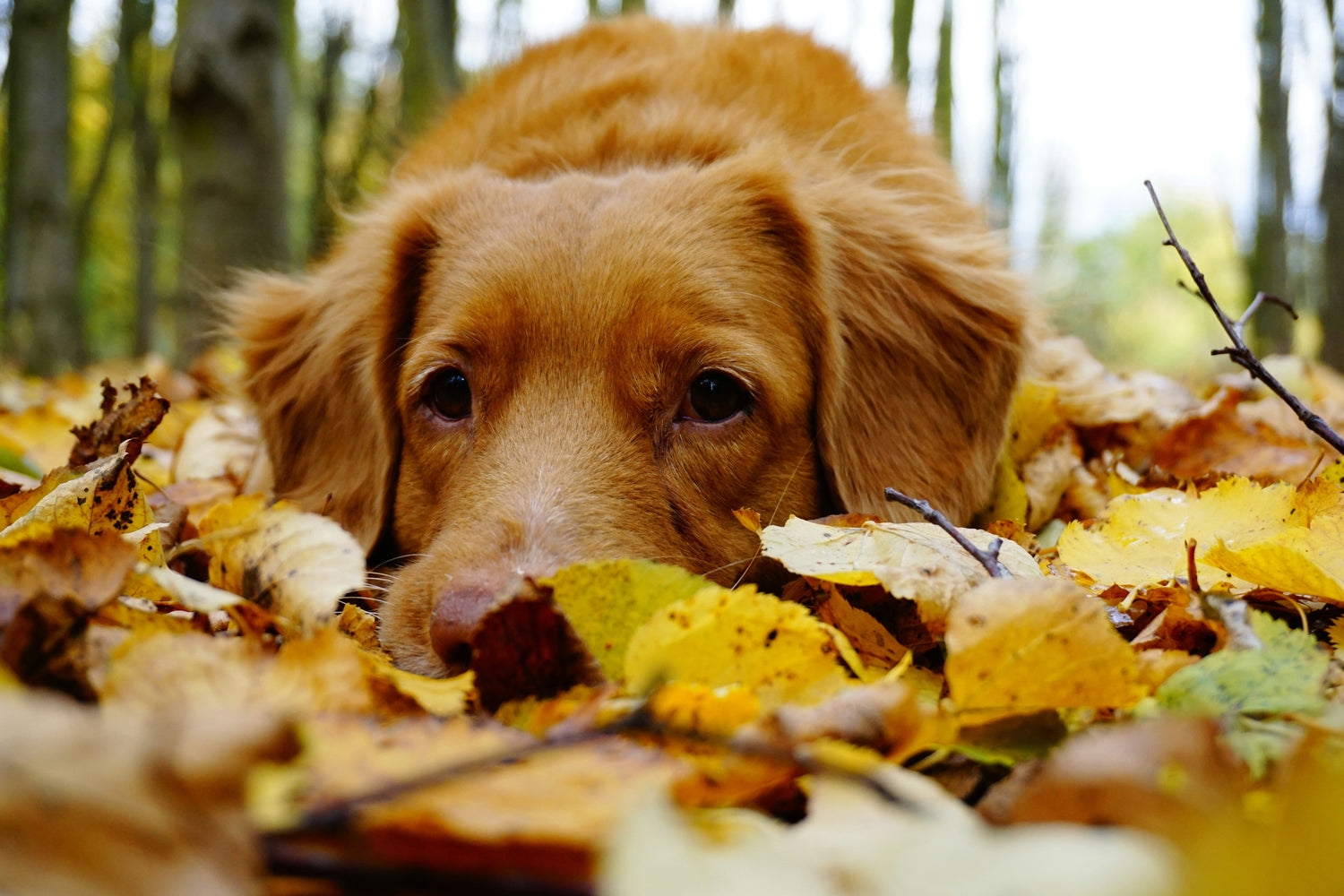 Fall Care Tips for Your Dog🍂 🐕