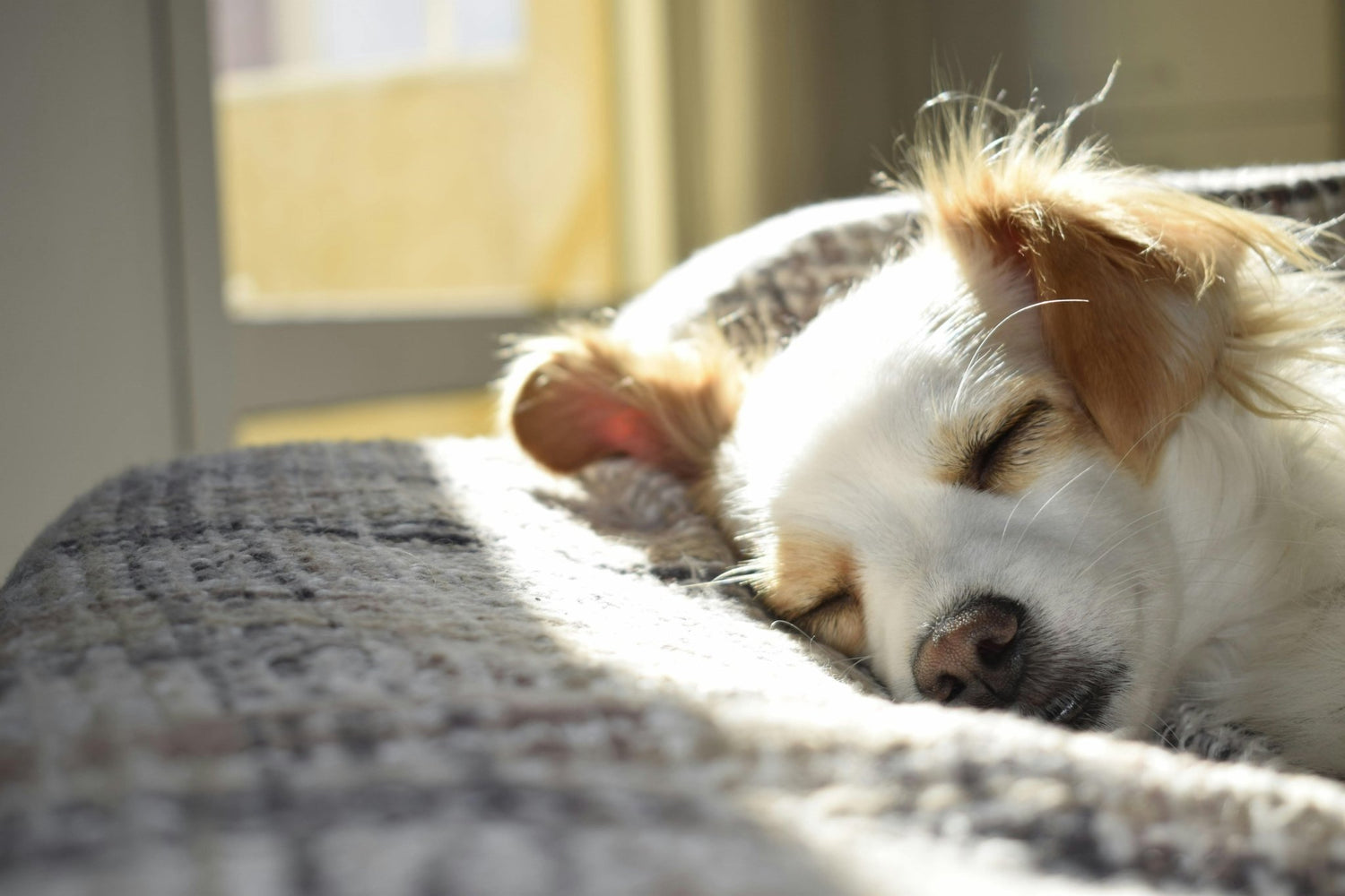 The Paw-sitive Benefits of Owning a Dog: A Beginner's Guide - DBDD