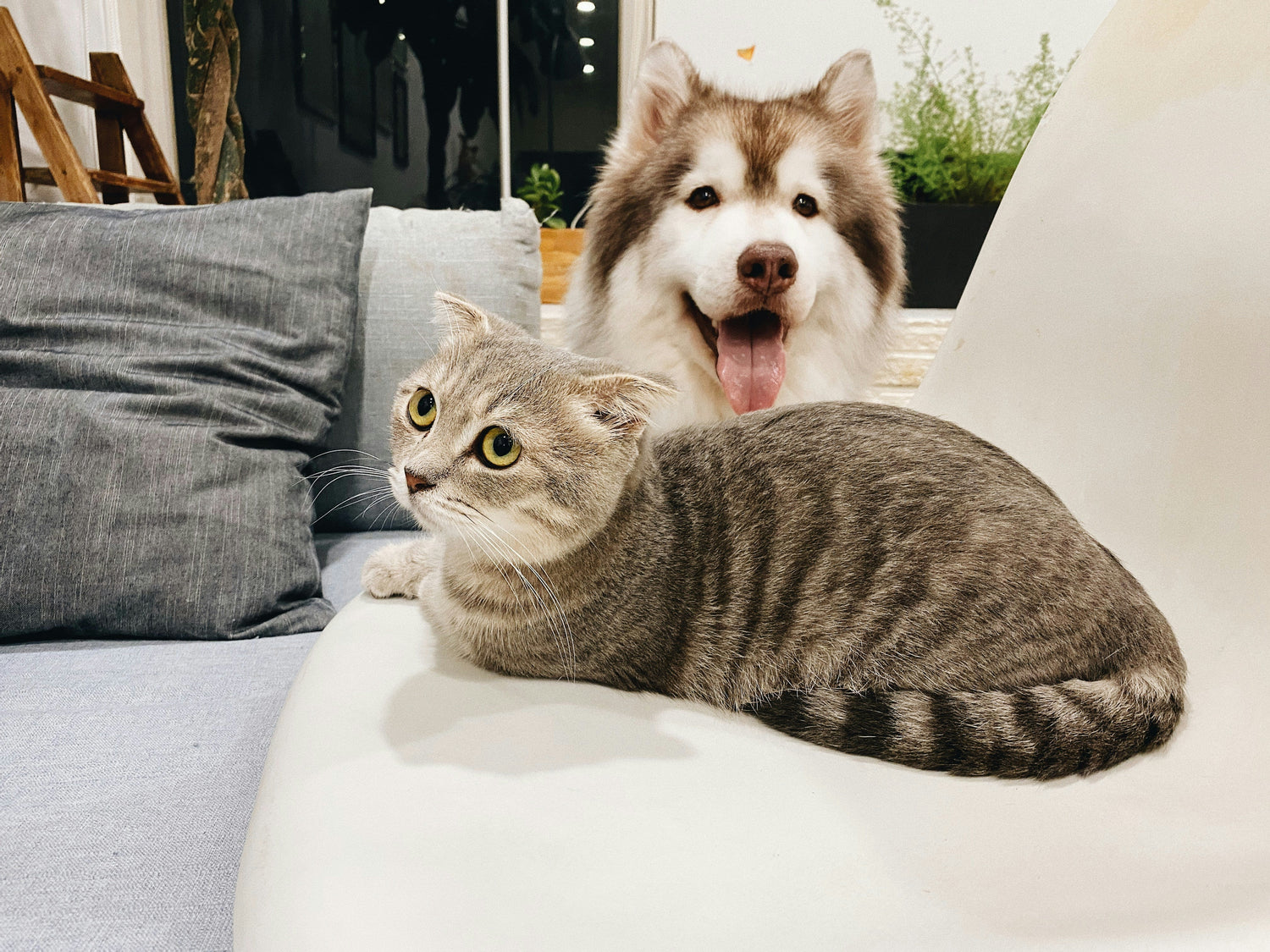 When a Samoyed Meets a Cat: A Tale of Friendship and a Few Lessons 🐕🐈