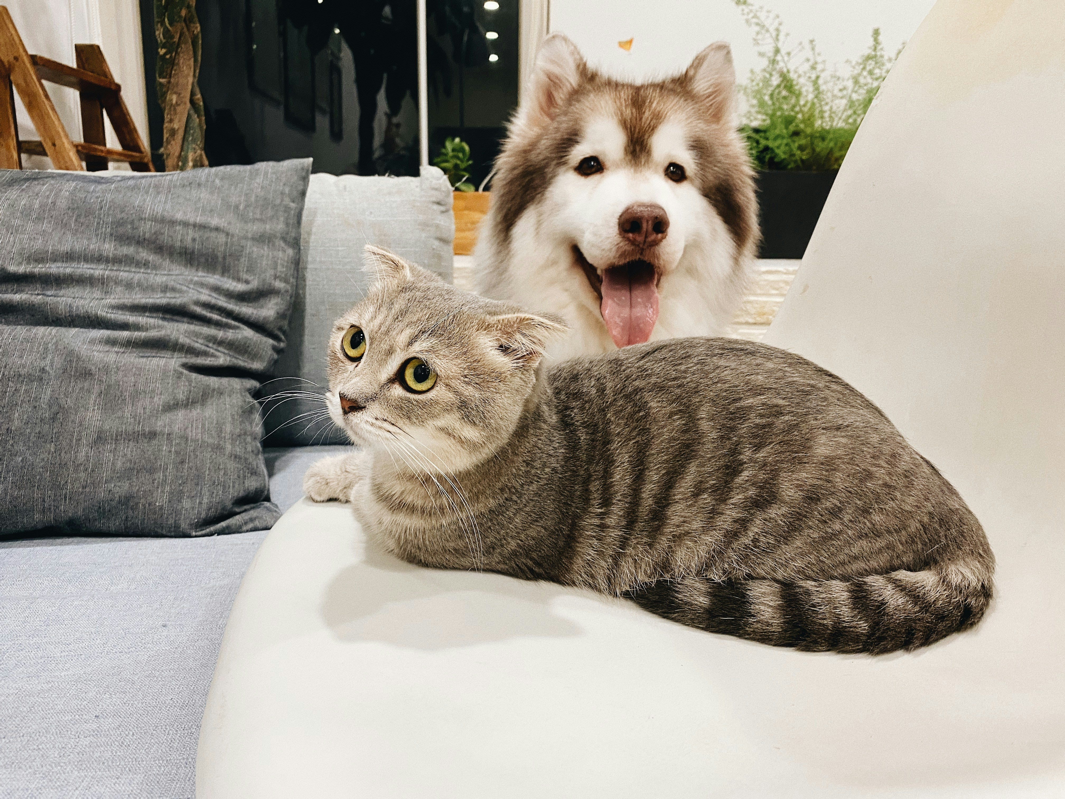 When a Samoyed Meets a Cat: A Tale of Friendship and a Few Lessons 🐕🐈