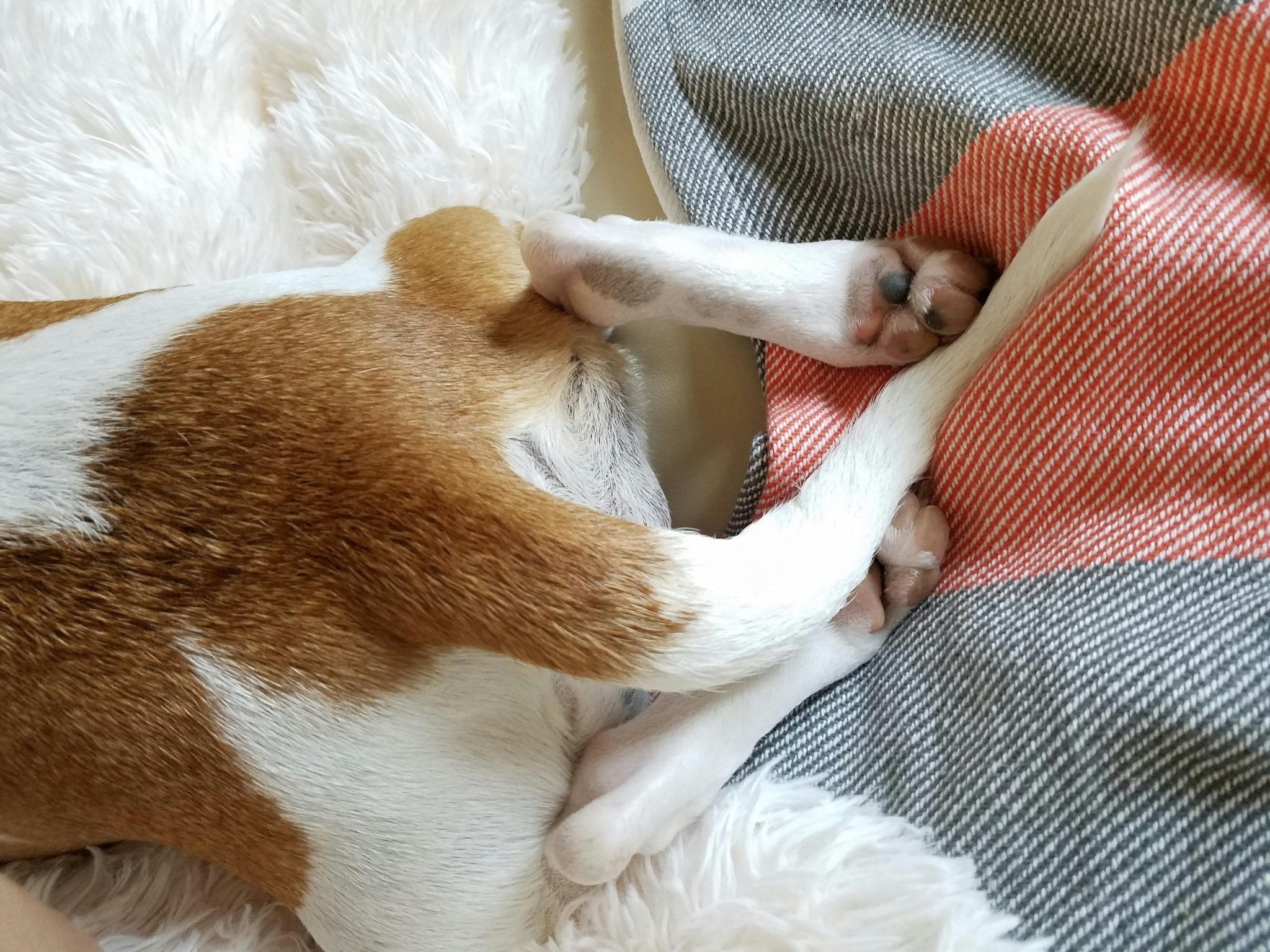 What Does Your Dog's Tail Say? - DBDD