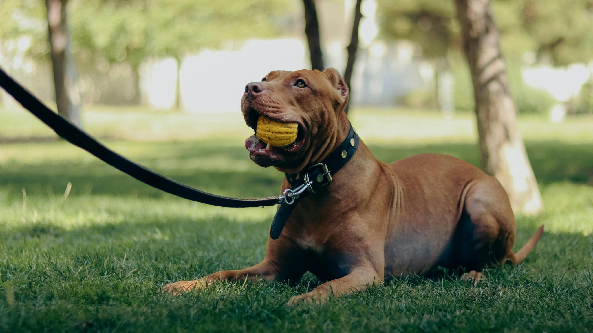 Which One is Better for Pets: Airtag or GPS Tracker? - DBDD