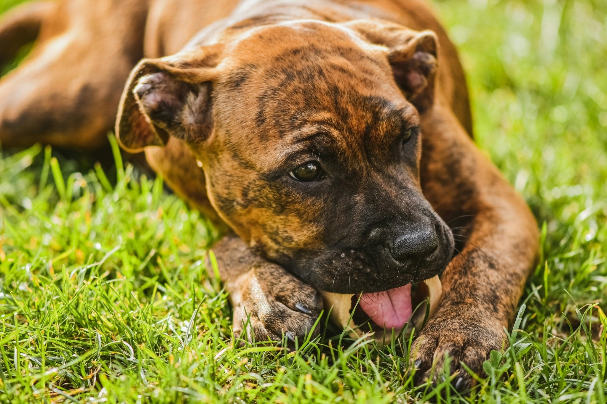 Why Do Dogs Like Eating Grass? - DBDD