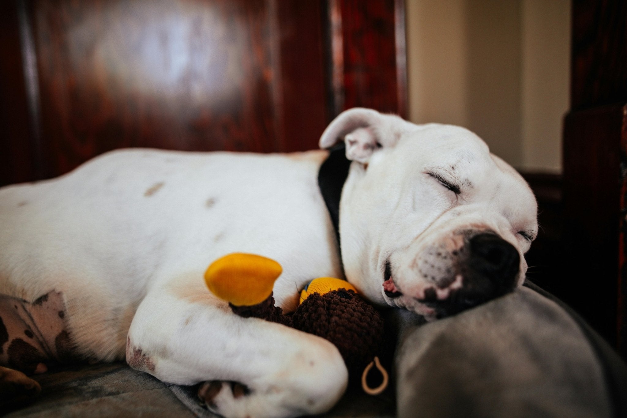 Why Does My Dog Sleep So Much? - DBDD