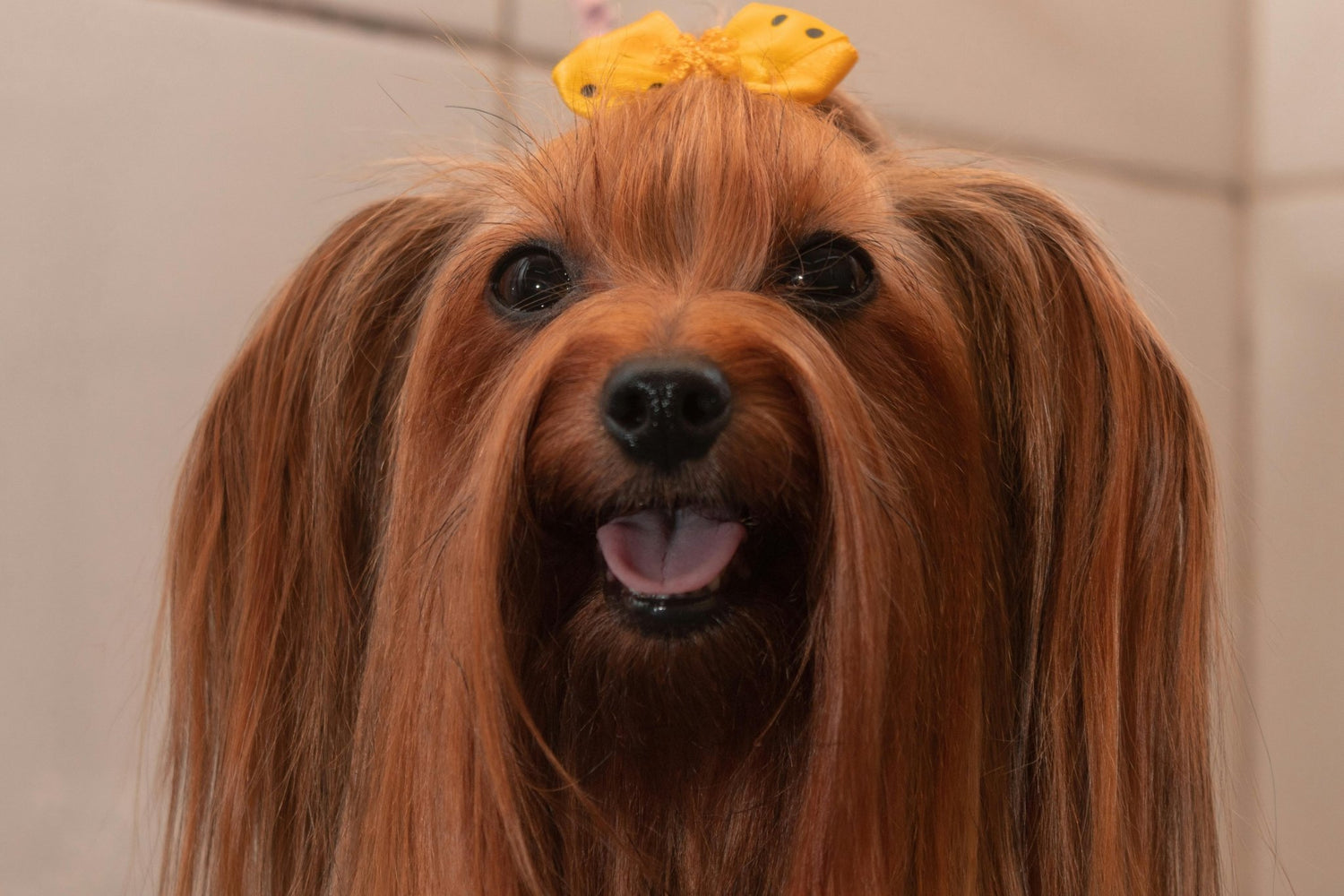 Why Is My Dog Losing Hair? - DBDD