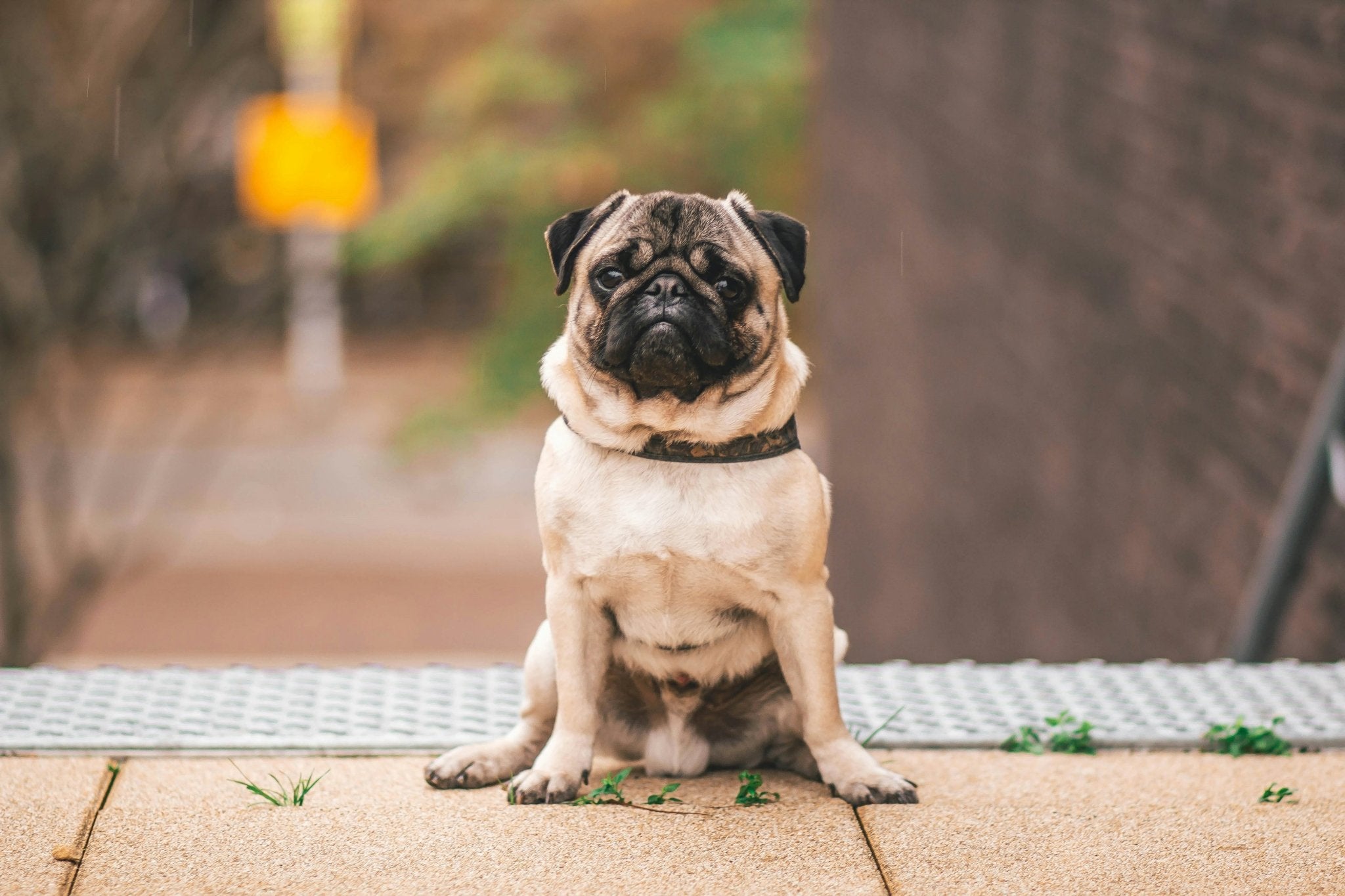 Why's Your Pup Packing on Pounds? - DBDD